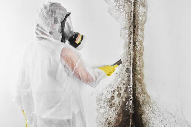 Best Preventive Mold Services in Holiday Island, AR