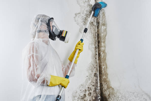 Best Preventive Mold Services in Holiday Island, AR