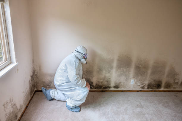 Best Mold Testing and Inspection Services in Holiday Island, AR